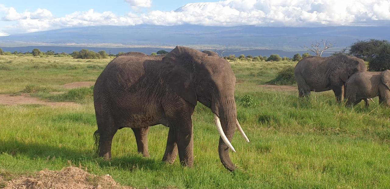Wild Amboseli Ndovu Cottage. Exteriör bild