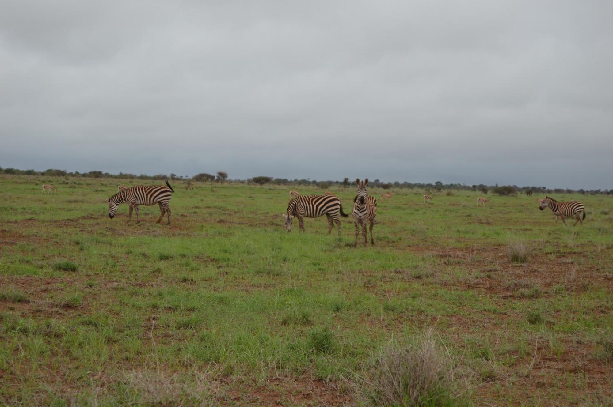 Wild Amboseli Ndovu Cottage. Exteriör bild